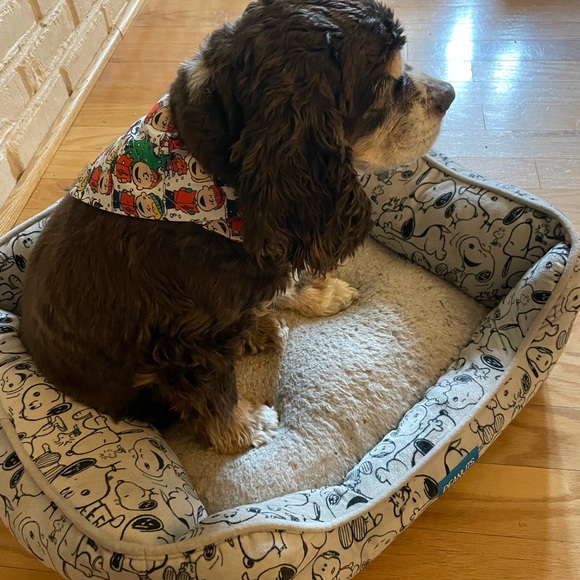 Paisley Doggy Bandana - Picture 4 of 4